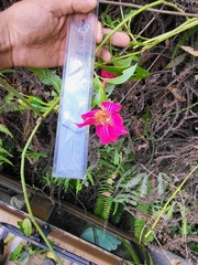 Symbolanthus australis