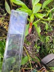 Symbolanthus australis