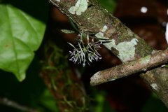 Macroclinium dalstroemii