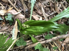 Calanthe arisanensis