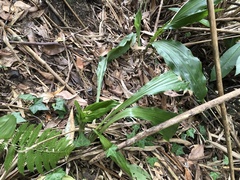 Calanthe arisanensis