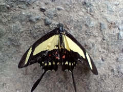 Heraclides torquatus