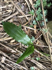 Calanthe arisanensis