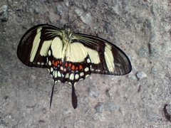 Heraclides torquatus