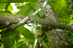 Macroclinium dalstroemii