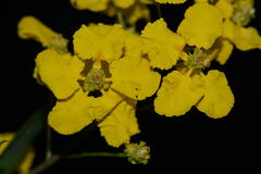 Echinopterys eglandulosa