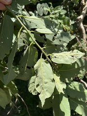 Grewia inaequilatera