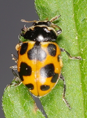 Ceratomegilla notata