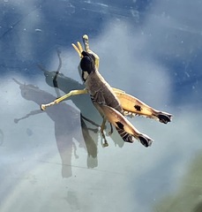 Pseudothericles jallae