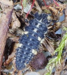 Ceratomegilla notata