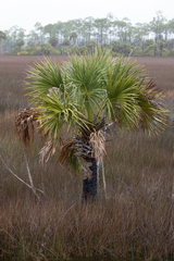 Sabal palmetto