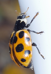 Ceratomegilla notata