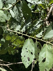 Grewia inaequilatera