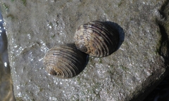 Nerita chamaeleon