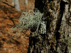 Usnea subscabrosa