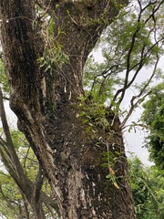 Dendrobium crumenatum