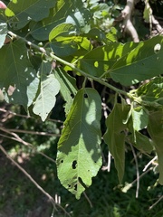 Grewia inaequilatera