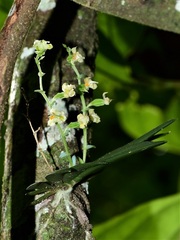 Ornithocephalus gladiatus