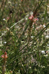Onobrychis viciifolia