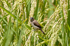 Lonchura leucogastroides