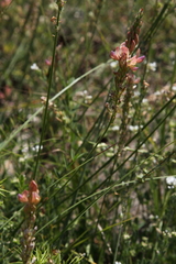 Onobrychis viciifolia