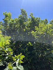 Grewia inaequilatera