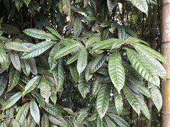 Lithocarpus brevicaudatus