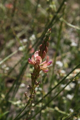 Onobrychis viciifolia