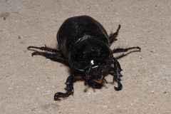 Cyphonistes vallatus