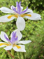 Dietes