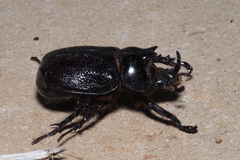 Cyphonistes vallatus