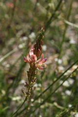 Onobrychis viciifolia