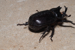 Cyphonistes vallatus
