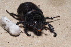 Cyphonistes vallatus