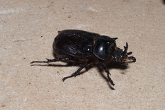 Cyphonistes vallatus