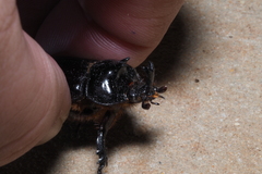 Cyphonistes vallatus