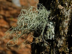 Usnea subscabrosa
