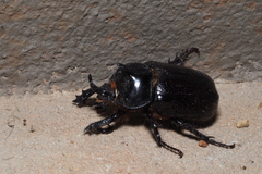 Cyphonistes vallatus
