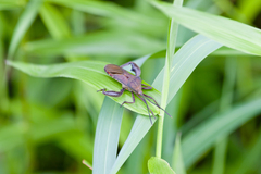Anoplocnemis phasianus