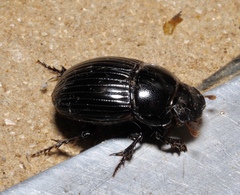 Cyphonistes vallatus