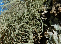 Usnea subscabrosa