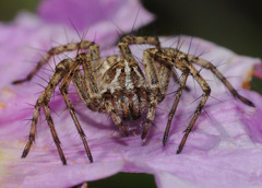 Oxyopes ramosus