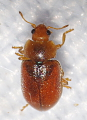 Coccidula rufa