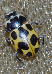 Ceratomegilla notata