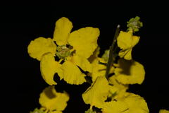 Echinopterys eglandulosa