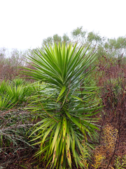 Yucca aloifolia