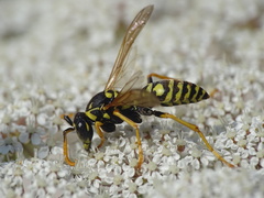 Polistes dominula