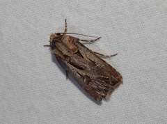 Agrotis spinifera