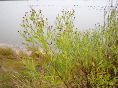 Baccharis angustifolia