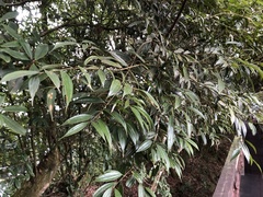 Cinnamomum subavenium